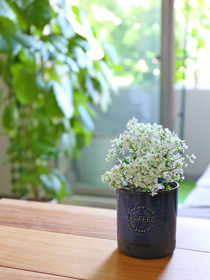 底の穴あけ不要！普通の食器をおしゃれな植木鉢にしちゃう方法！ | まあくんのなんでも体験記。